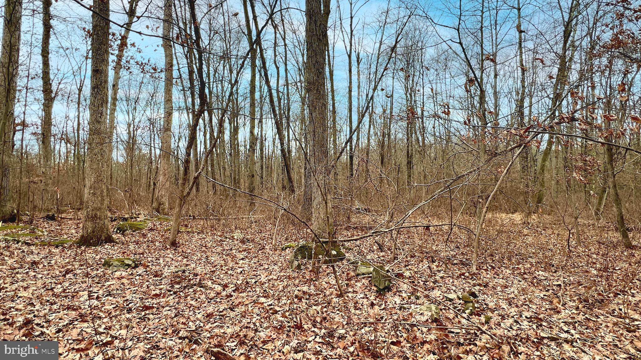 0 Rock Ridge Road Ottsville, PA 18942 - Photo 6 of 25 View from the center of the property