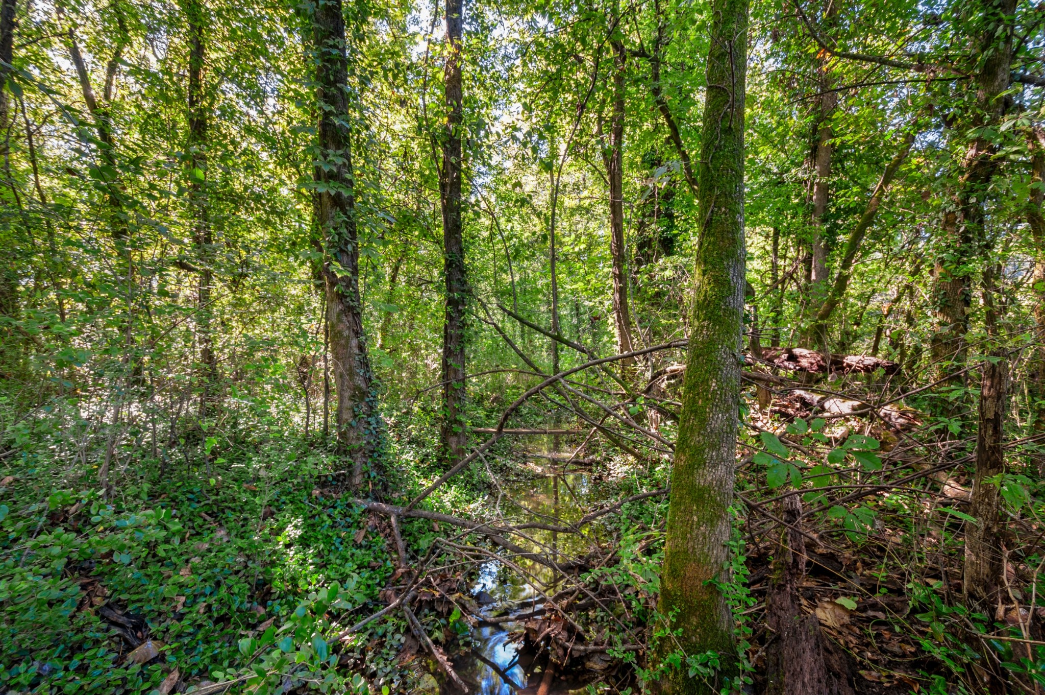 0 River Road Nashville, TN 37209 - Photo 8 of 16 Gallery Image 8