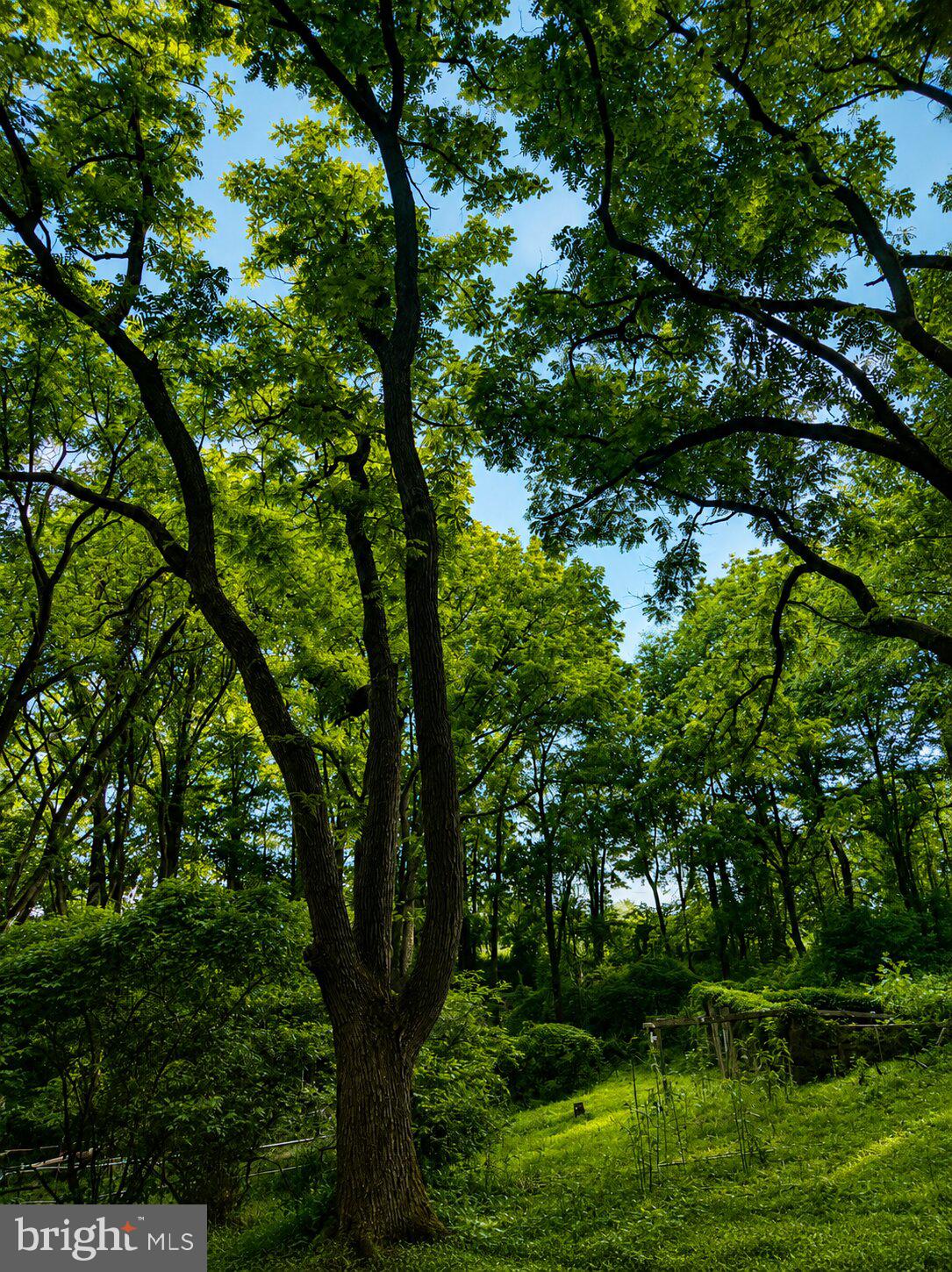1475 Langhorne Yardley Road Langhorne, PA 19047 - Photo 24 of 28 Lush green canopy in serene woods.