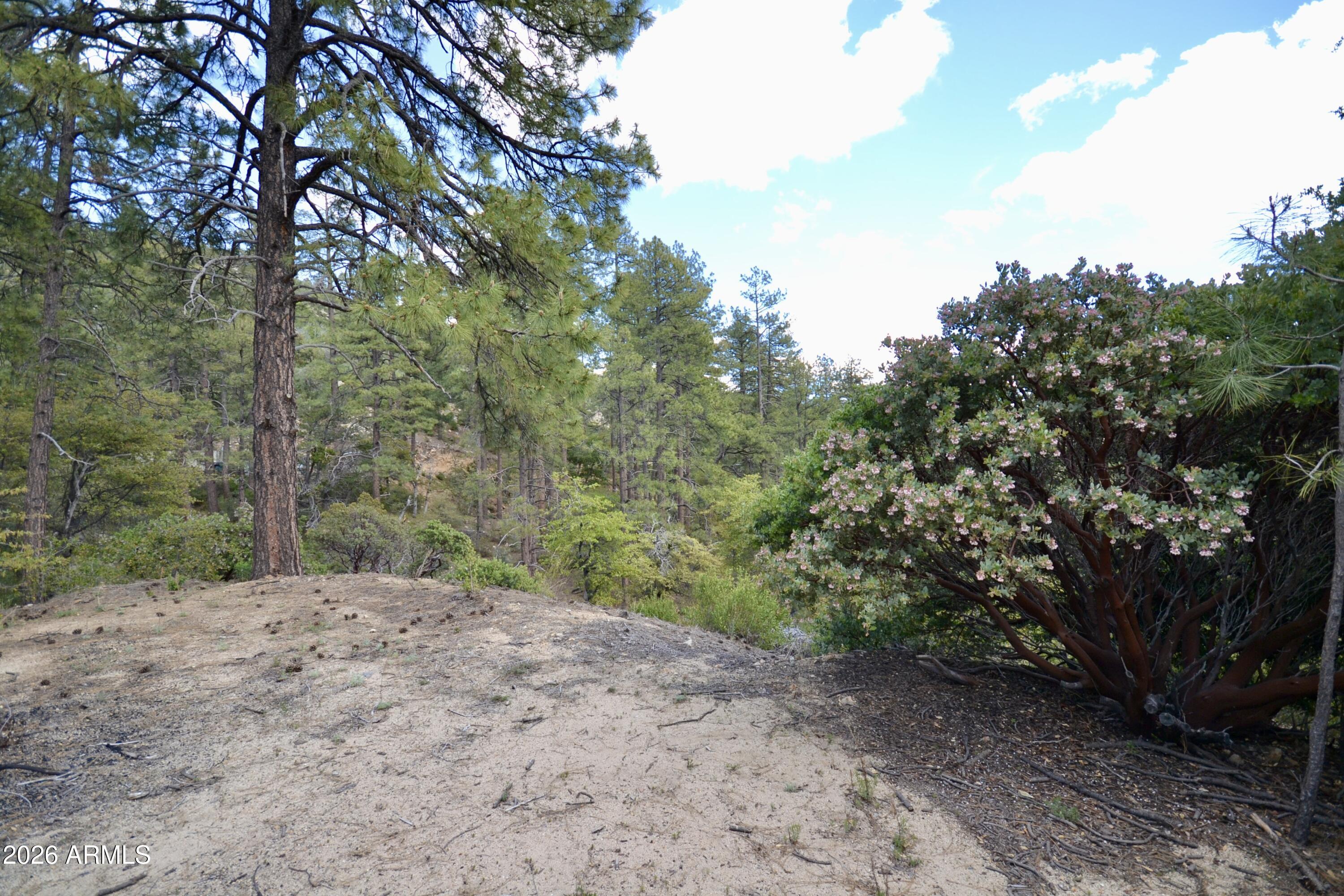 23617 South Demascus Road Crown King, AZ 86343 - Photo 41 of 50 a view of a yard with plants and trees
