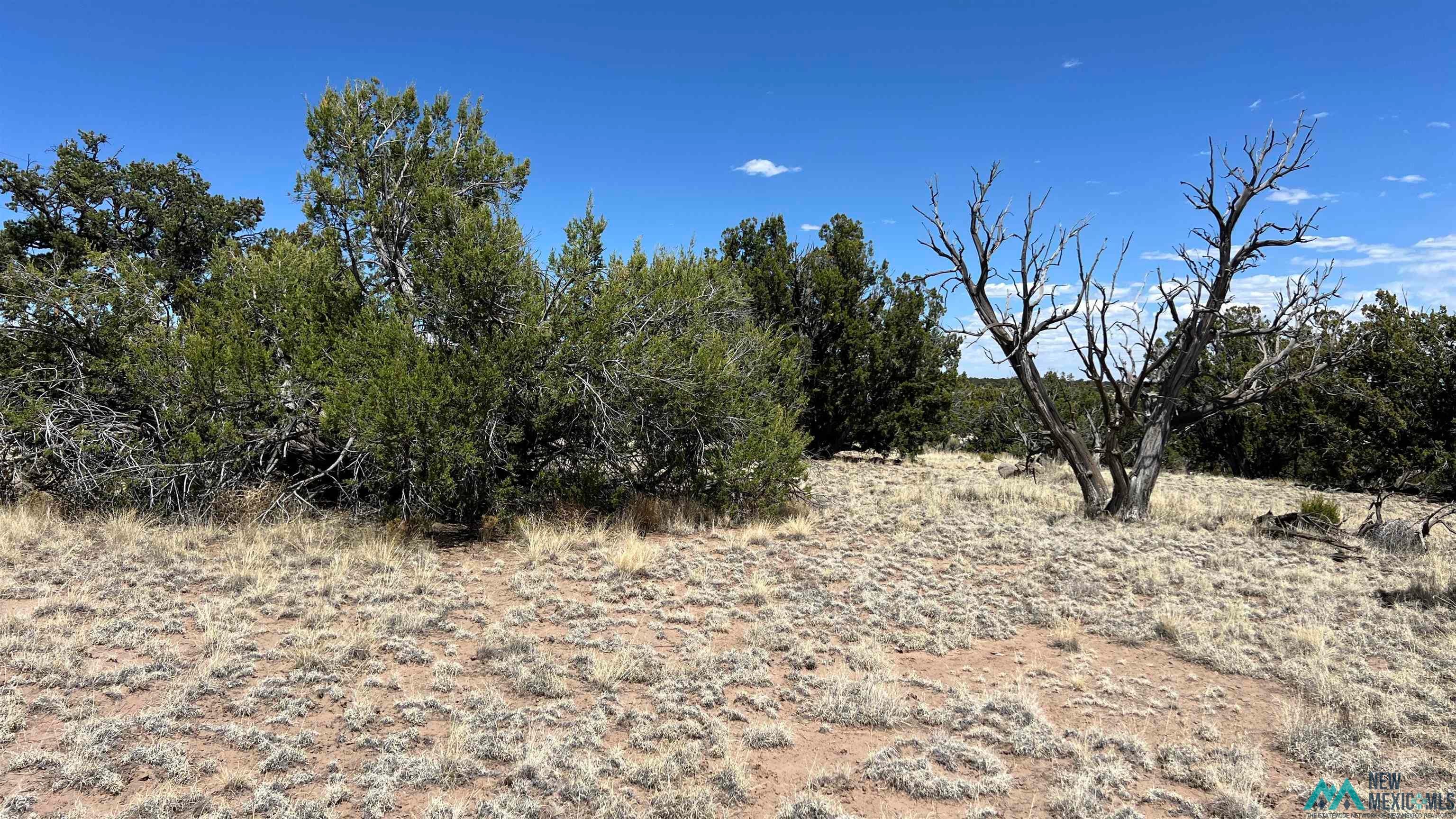 87 Warpath Road Quemado, NM 87829 - Photo 6 of 13 Gallery Image 6