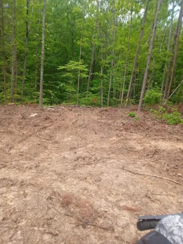 a view of a backyard with plants and large trees