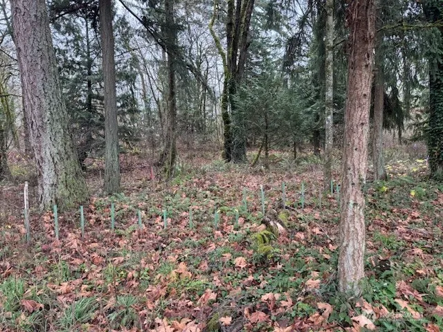 a view of a forest with trees