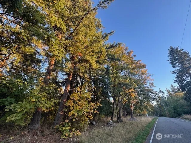 a view of a forest with a tree in the background