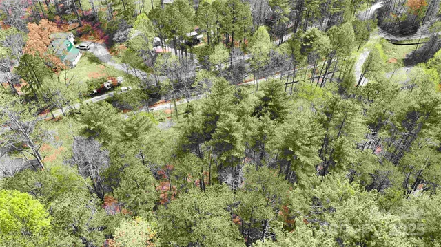 a view of a forest with a tree