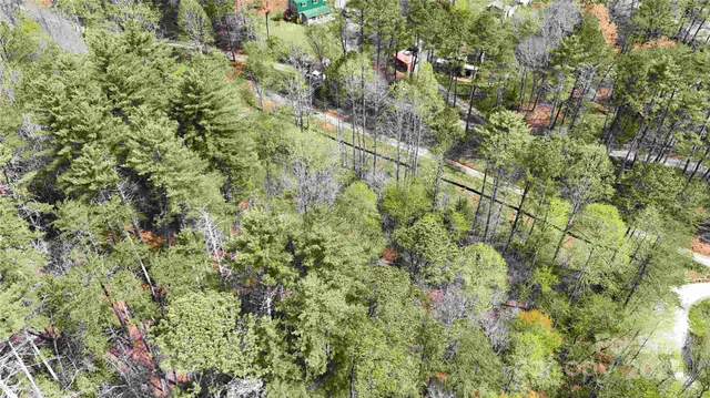 a close up of a plant