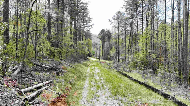 a view of a yard with large trees