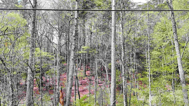 a view of a forest with trees