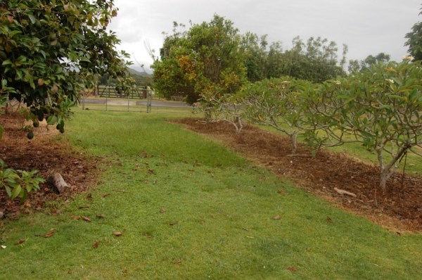 6224 Holio Road Kapaa, HI 96746 - Photo 10 of 14 a view of a yard with large trees