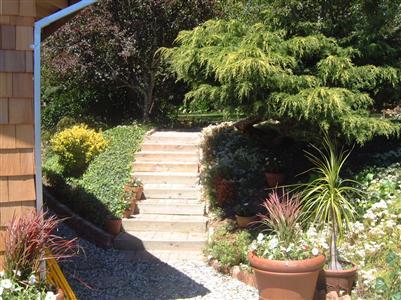1205 Rim Of The Redwoods Road Sebastopol, CA 95472 - Photo 4 of 12 a view of a backyard with plants