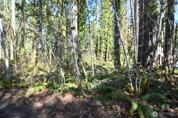 a view of a tree