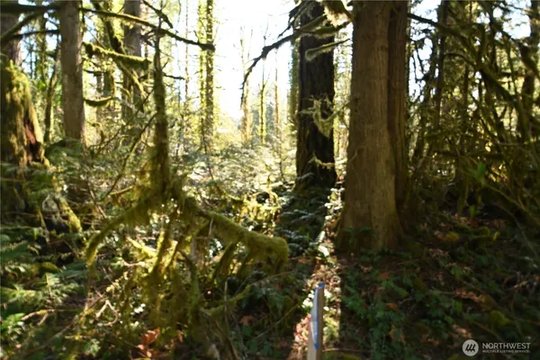 a view of tree