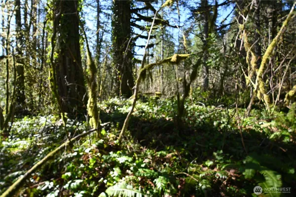 a view of a yard