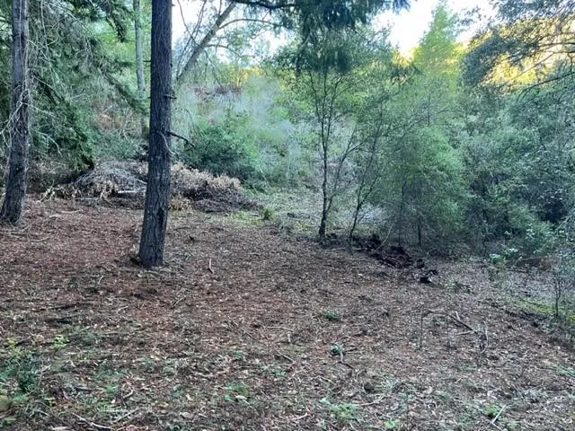 a view of a forest with trees in the background