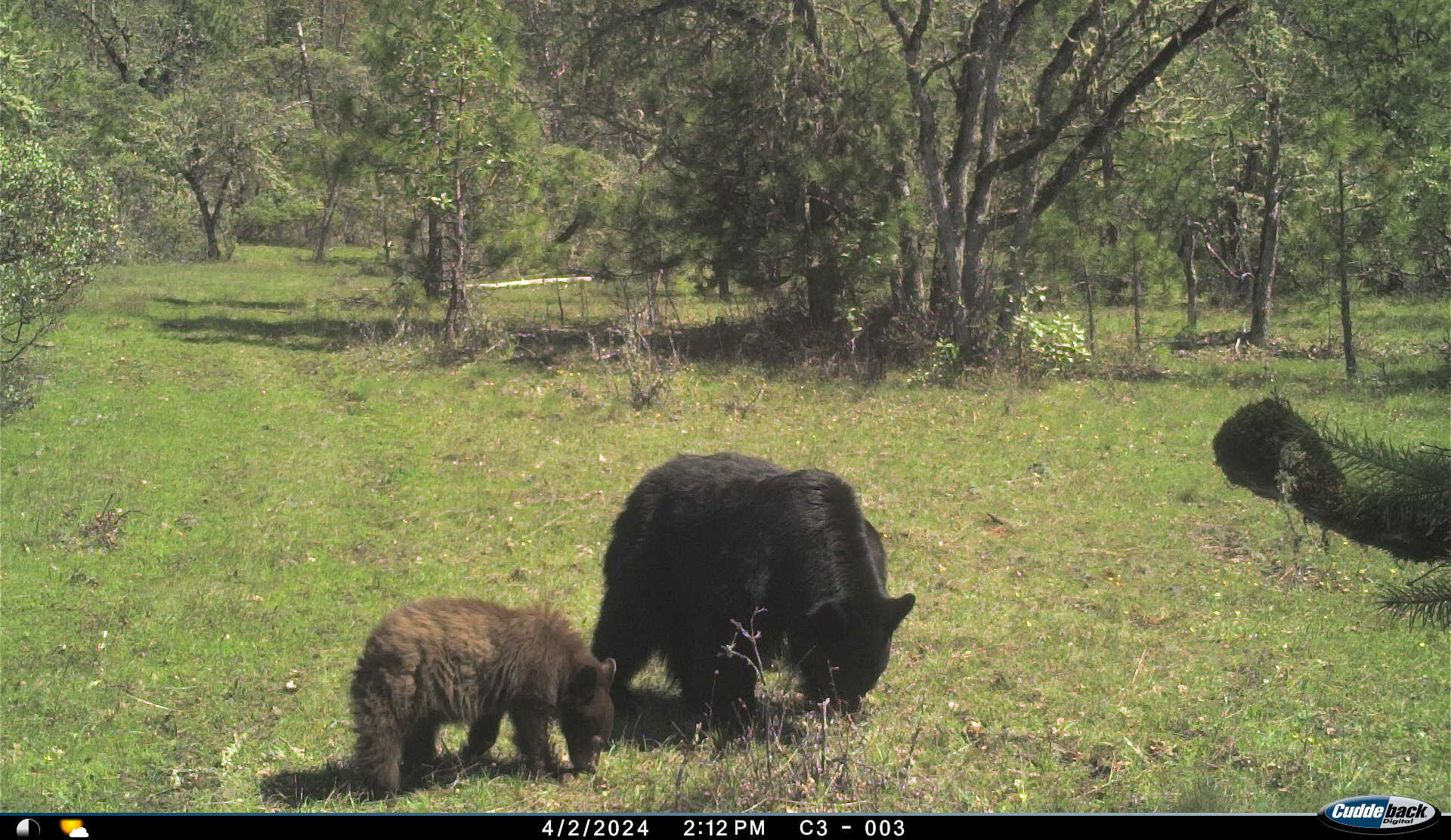 0 East Antelope Road, Unit 300 301 Eagle Point, OR 97524 - Photo 9 of 11 Bear and Cub