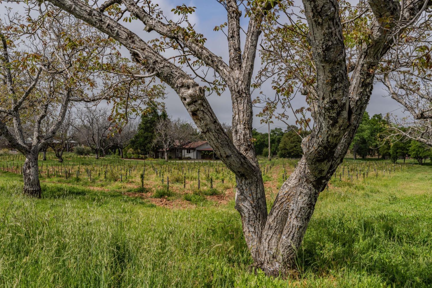 10801 Shenandoah Road Plymouth, CA 95669 - Photo 36 of 45 a view of a yard with a tree