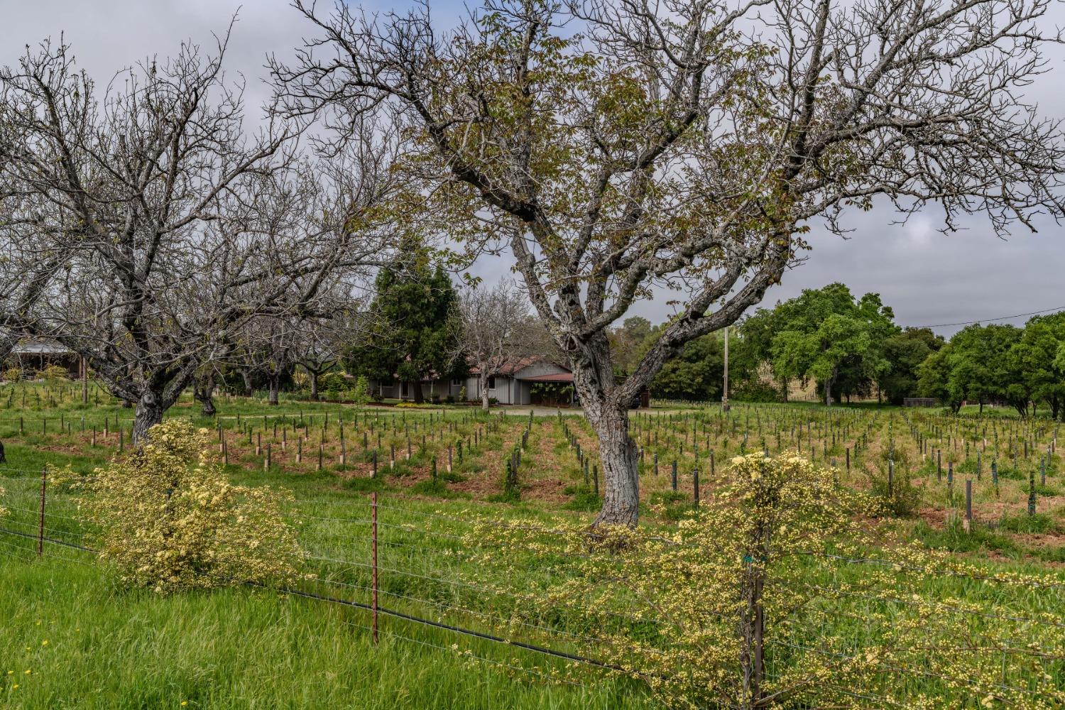 10801 Shenandoah Road Plymouth, CA 95669 - Photo 37 of 45 a view of yard with green space