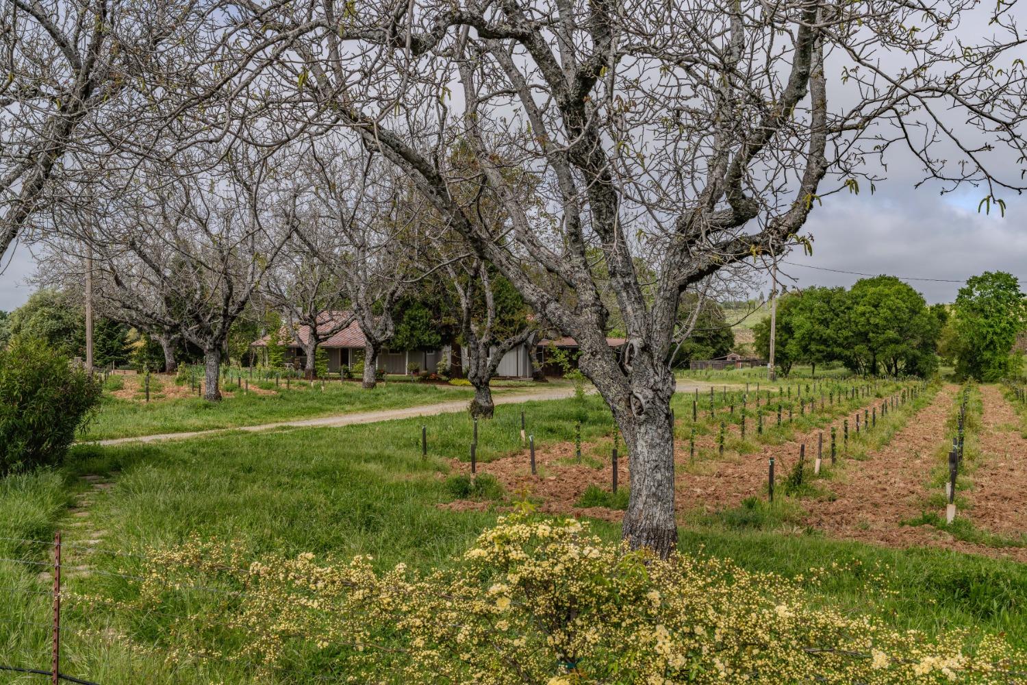 10801 Shenandoah Road Plymouth, CA 95669 - Photo 38 of 45 a view of a park with large trees