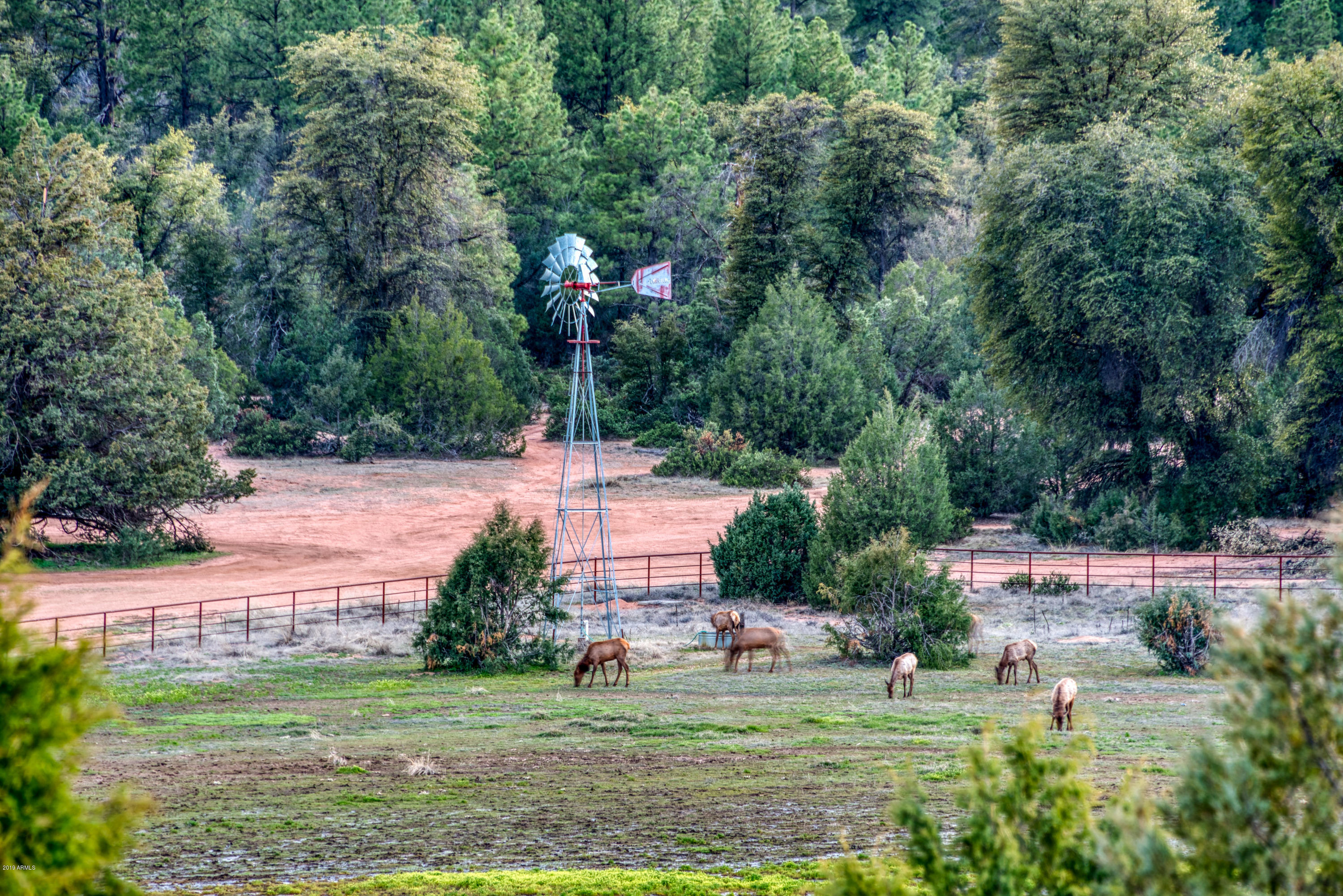 191 White Drive Payson, AZ 85541 - Photo 51 of 61 Elk Grazing