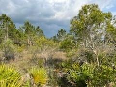 50530 Bermont Road Punta Gorda, FL 33982 - Photo 13 of 21 a view of a bunch of plants and trees