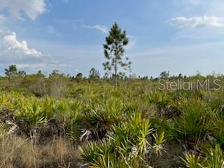 50530 Bermont Road Punta Gorda, FL 33982 - Photo 19 of 21 a view of a yard with a tree