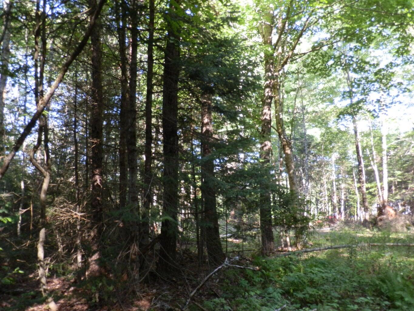 0 Cross Road Greenbush, ME 04418 - Photo 15 of 25 20190826190947031122000000-o