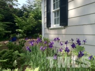 338 Tenney Circle Chapel Hill, NC 27514 - Photo 24 of 25 Lovely plantings include iris, peonies, mature camellias and more.