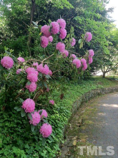338 Tenney Circle Chapel Hill, NC 27514 - Photo 25 of 25 Mature rhododendron along side driveway lined by historic stone walls.