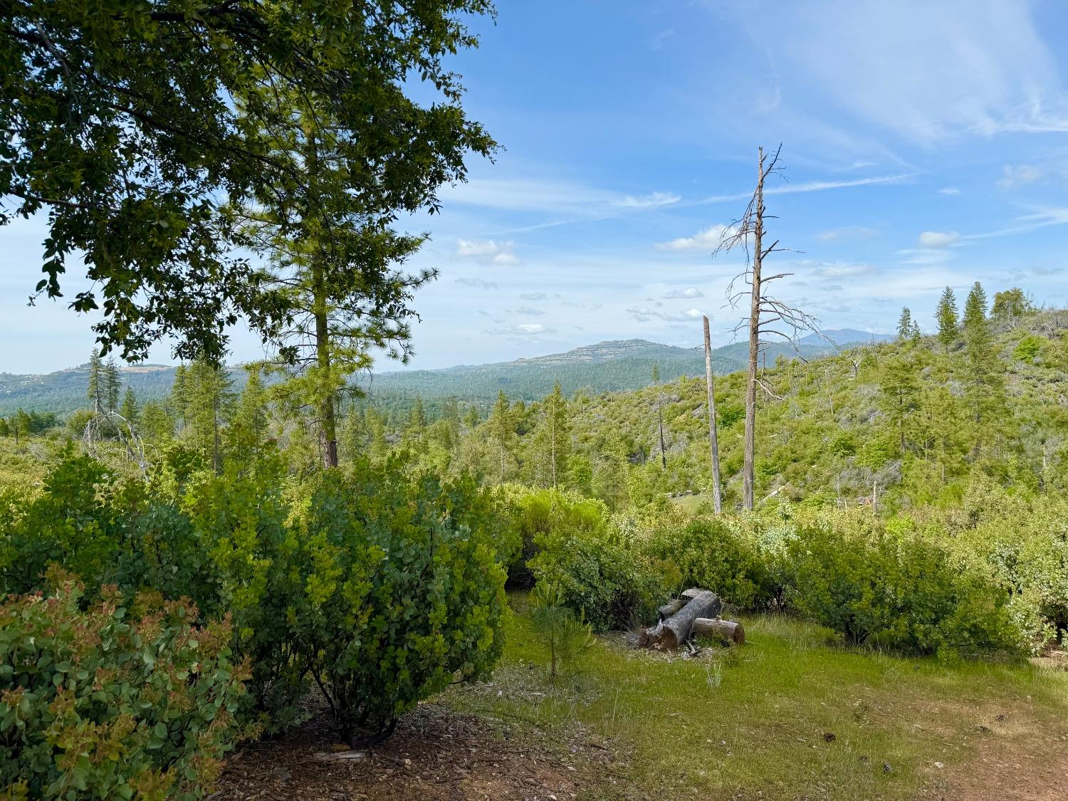 a view of a garden with a tree