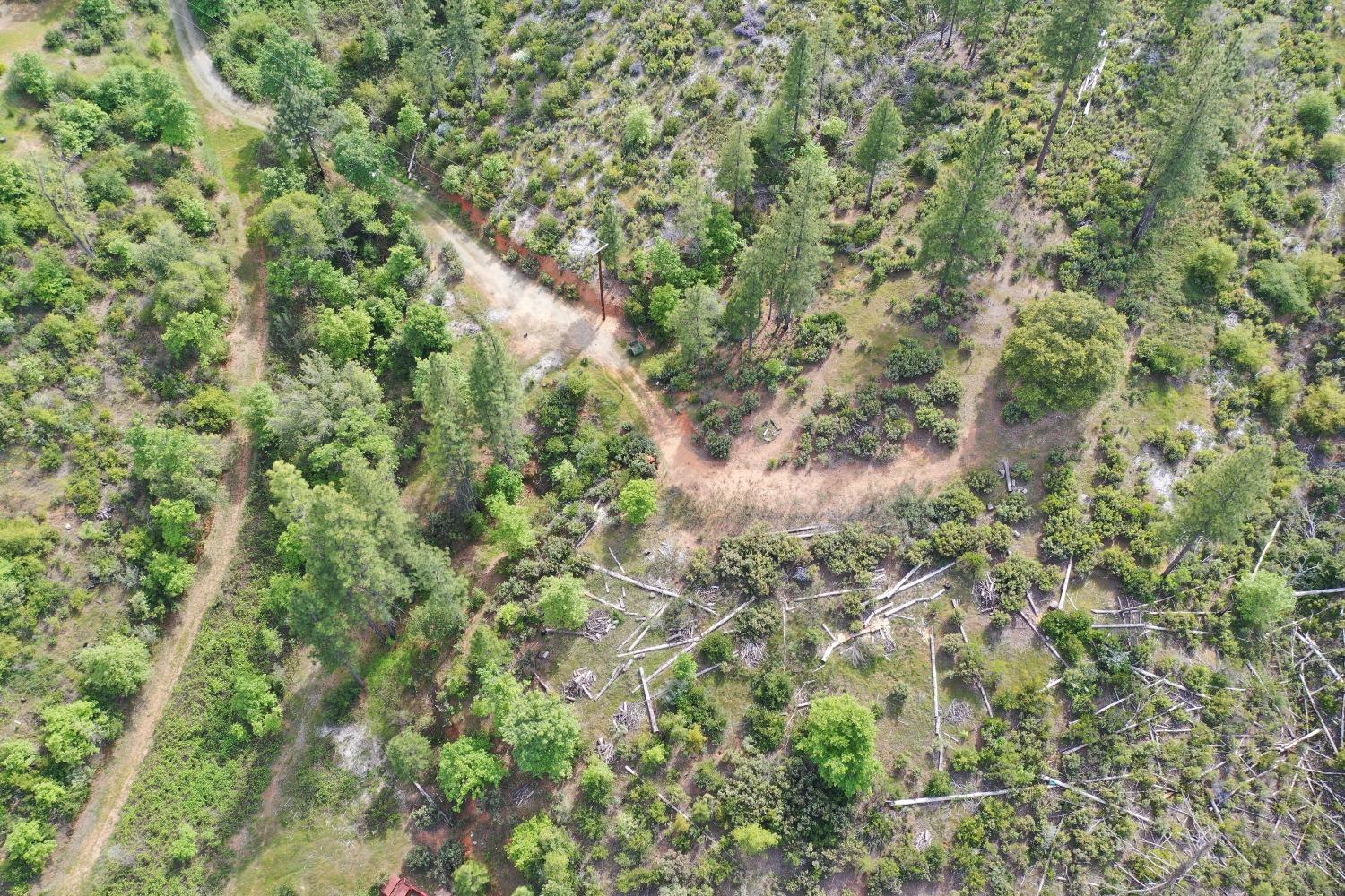 0 Fricot City Road Mountain Ranch, CA 95246 - Photo 11 of 11 a view of a forest with a tree