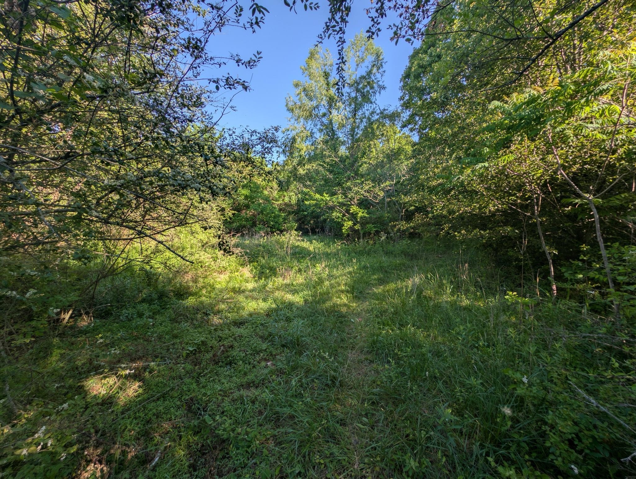1023 Abiff Road Bon Aqua, TN 37025 - Photo 2 of 14 a view of a lush green forest with lots of trees