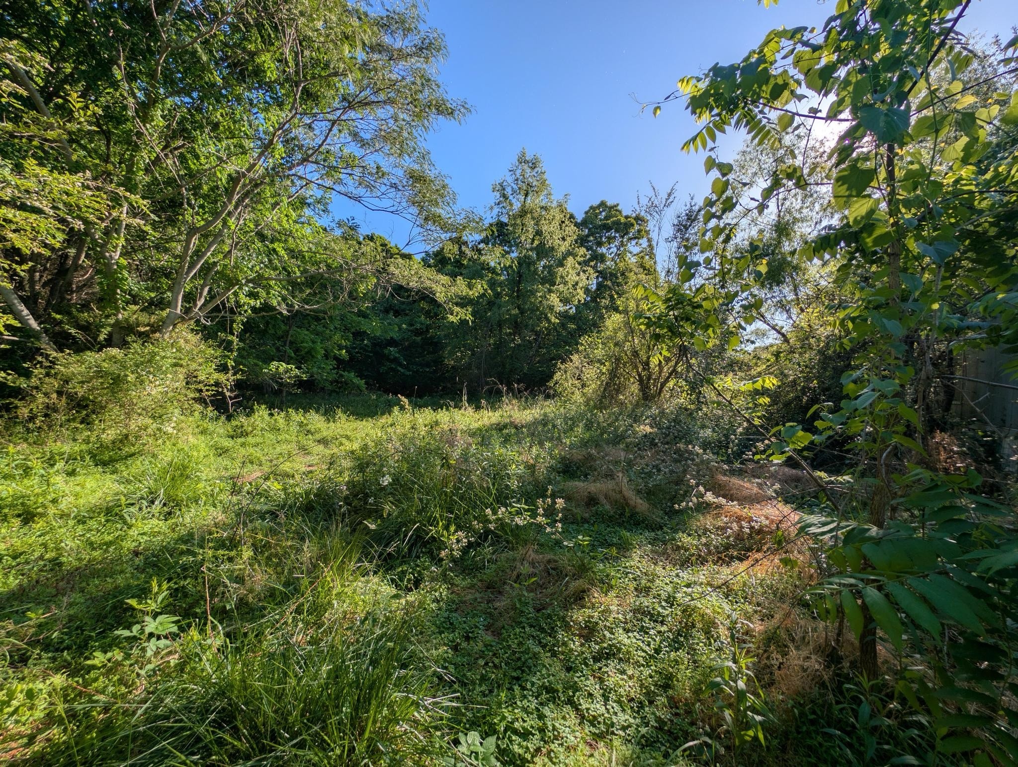 1023 Abiff Road Bon Aqua, TN 37025 - Photo 6 of 14 a view of trees and bushes