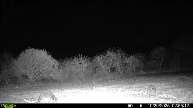 a view of a bunch of bushes