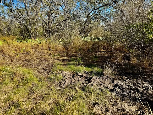 a view of a yard with a tree