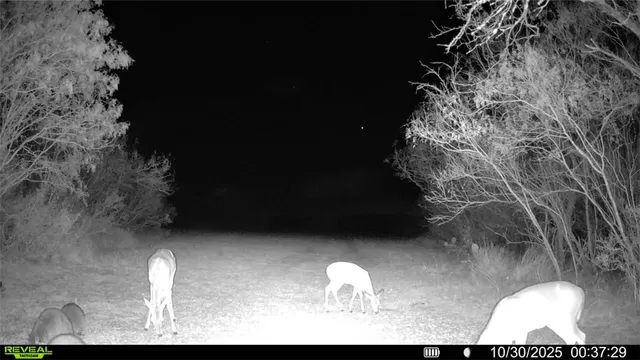 a view of a yard with plants and large trees