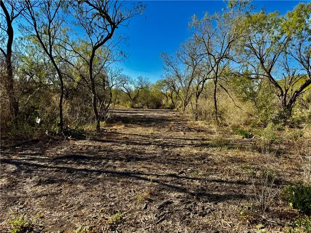 a view of a yard with a tree