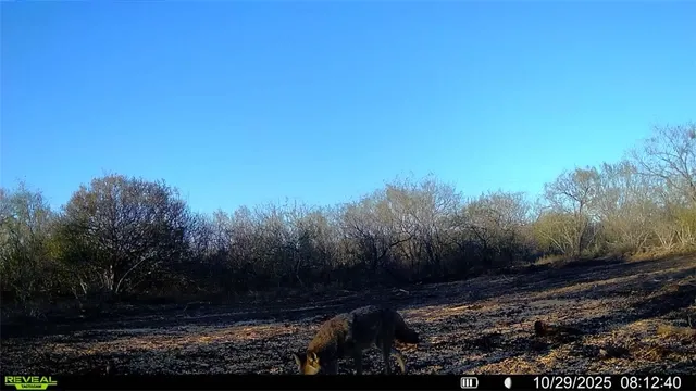 $199,900 | 2949 County Road 215, Falls City, TX 78113