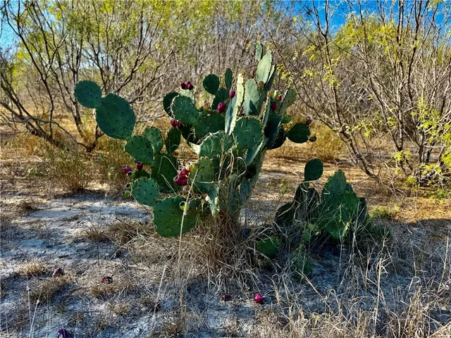 a plant that is in a yard