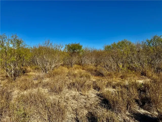 a view of a large yard with lots of bushes