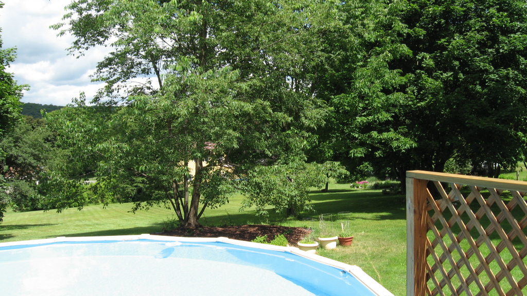 40 Partridge Road Pittsfield, MA 01201 - Photo 11 of 11 back yard