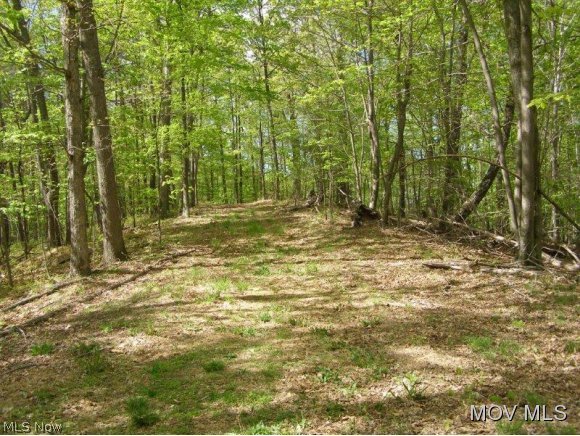 0 Oil Ridge Road Harrisville, WV 26362 - Photo 6 of 8