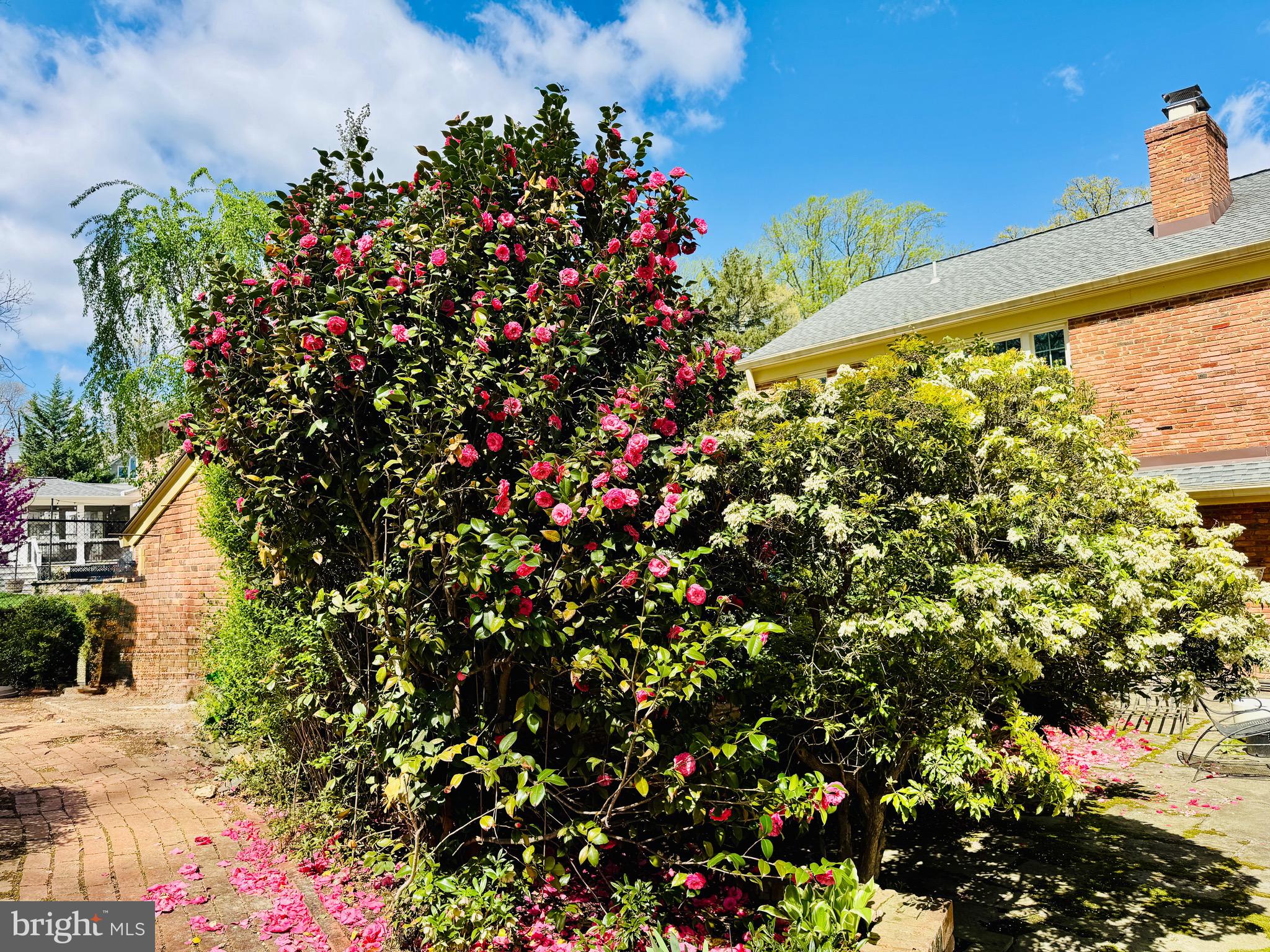 9111 Hamilton Drive Fairfax, VA 22031 - Photo 59 of 63 a view of a bunch of flowers