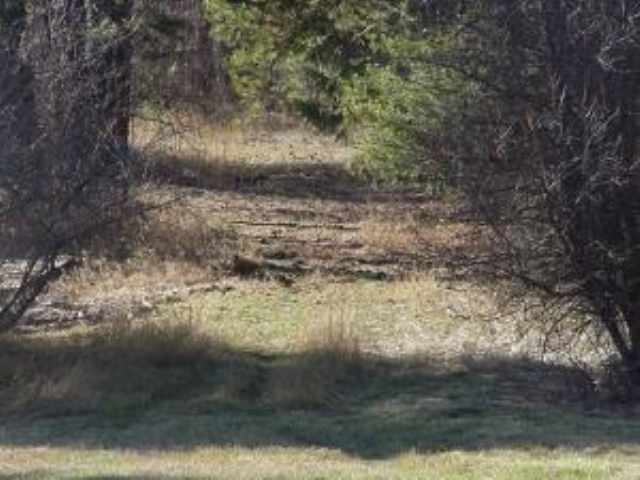 4614 Springdale-Hunters Road Springdale, WA 99173 - Photo 4 of 4
