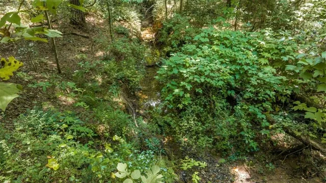 a view of a lush green forest