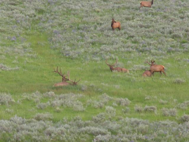 Tbd East Tbd E Hull Ridge Road Ridgway, CO 81432 - Photo 13 of 32 Telluride July 2009 105