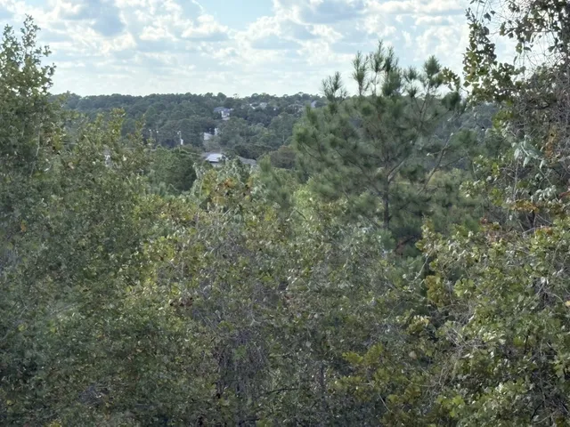 a view of a forest with trees in the background