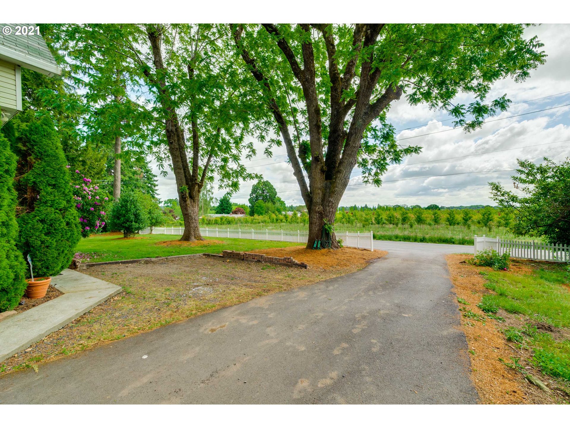 2559 Southwest Dilley Road Forest Grove, OR 97116 - Photo 3 of 32 a view of a yard with plants and a large tree