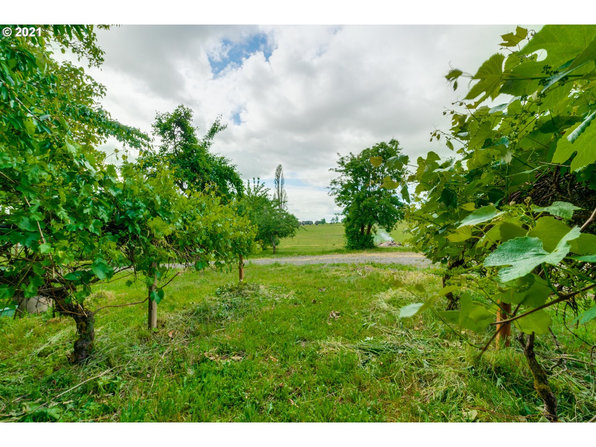 2559 Southwest Dilley Road Forest Grove, OR 97116 - Photo 31 of 32 a view of a garden