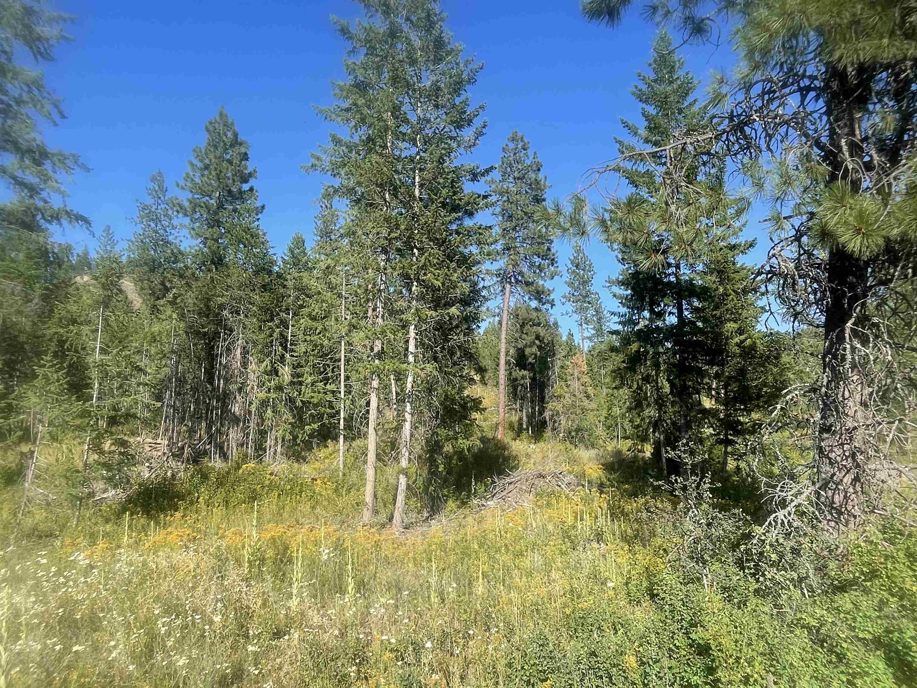 Nkn Bead Lake Road Oldtown, ID 83822 - Photo 1 of 13
