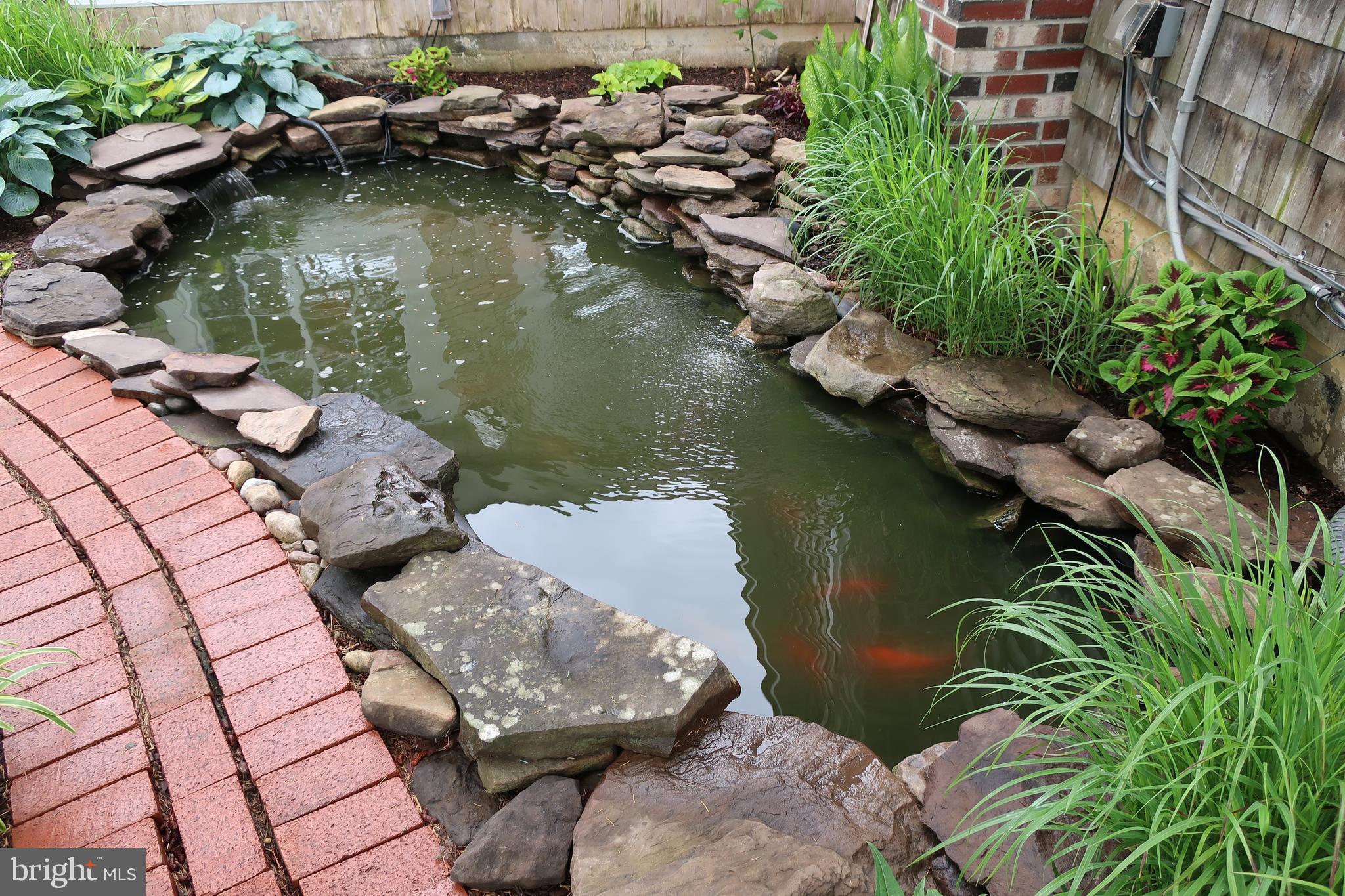 Koi Pond